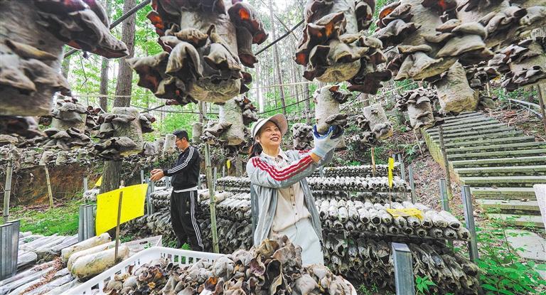 展产业调研】林下生金冰球突破【高质量发(图3)